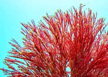 Haematococcus (Astaxanthin)